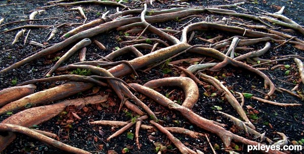 Discarded Limbs